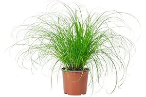 Echtes Katzengras - pflegeleichte Zimmerpflanze, Cyperus alternifolius "Zumula" - Höhe ca. 30 cm, Topf-Ø 12 cm