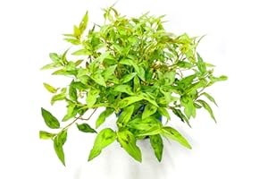 ‎FLORAPARTNER Vietnam Koriander Pflanze, POLYGONUM ODORATUM Kräuter Pflanze 4stk.