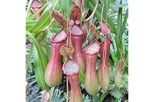 Saterkali Nepenthes-Samen, 50 Stück/Beutel Nepenthes-Samen, dekorativ, tropisch, mit Beutel, fleischfressende Pflanzen, Samen für Zuhause Rosa Nepenthes-Samen