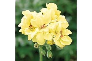 SVI Geranio, primer Yellow.one de los más difíciles colores para obtener semillas En Geranium.flower Para el hogar Garden.bonsai plantas --20 Semillas
