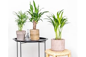 BLOOMIQUE Lot de 3 - Mélange de palmiers tropicaux – Dypsis, Chamaedorea, Yucca – Facile d’entretien - ⌀12 cm - 20-45 cm