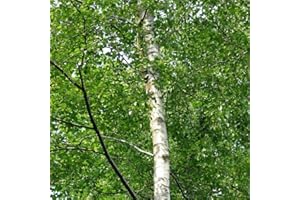 1 Silver Birch 5-6ft Stunning Mature Specimen Tree, Betula Pendula 3fatpigs®