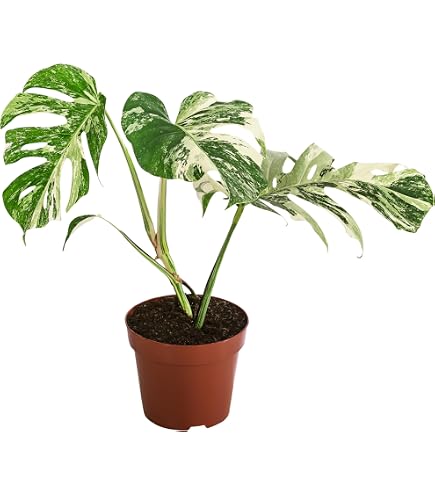 camellia plant *RETAIL