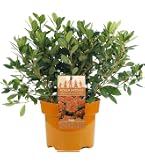 Azalée Rouge GardenersDream (1 pièce) - Plante Arbuste Rhododendron Japonais - Azalee du Japon Azalée Rouge GardenersDream (1 pièce) - Plante Arbuste Rhododendron Japonais - Azalee du Japon