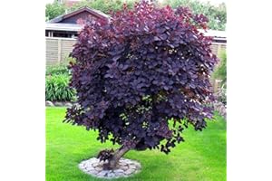 GardenersDream Cotinus Coggygria Royal Purple Plant - Outdoor Garden Ready Hardy Shrub - Colourful Deciduous Smoke Bush - Outdoor Plant for Garden and Patios (9cm Pot, 15-25cm)