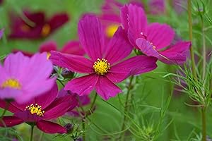PREMIER SEEDS DIRECT - Cosmos - BIPINNATUS - Dazzler - 500 Flower Seeds