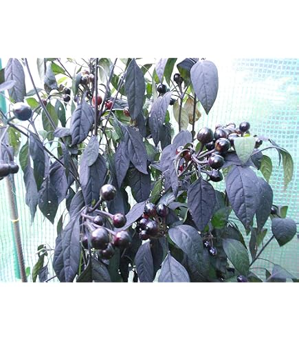 dracena frag Buy Dracaena fragrans: A Classic Houseplant for Modern Homes main image 0