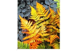 BALDUR Garten Winterharter Schmuck-Farn 'Golden Brilliant', 1 Pflanze, Dryopteris erythrosora Gartenfarn, winterharte Staude, mehrjährig, pflegeleicht, für Standort im Schatten geeignet