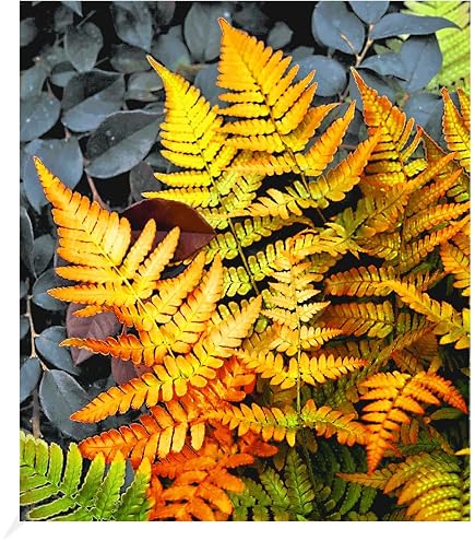Rotschleierfarn - Dryopteris erythrosora- winterharter, wintergrner, Farn  12 cm Topf als Kbelpflanze Balkonpflanze, Schattenpflanze Beetpflanze :  Amazon.de: Garten