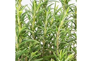 Carbeth Plants - Herb Plants - Grow Your Own Herb Garden - Rosemary Plant in 14cm Pot - Rosmarinus Officinalis for Culinary Use