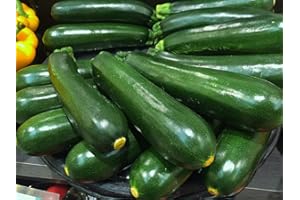 LIEFERFRUCHT Zucchini frisch 1 kg Packung aus Spanien