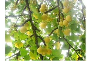 TREE ONLINE NURSERY Outdoor Garden Plant Ginkgo BILOBA Maidenhair Tree, 10-20cm Tall Starter Plant in a 7/8cm Pot