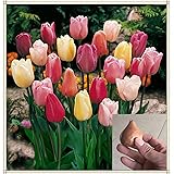 Tulpenzwiebeln,Wurzel Rhizom Zierblumen Bonsai Wunderschöne Wohnkultur Pflanzen Staude-5 zwiebeln