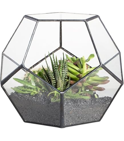 Tinyyo Belle Vous Lot De 3 Pot Plantes Succulentes Bouteille