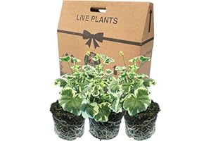 VERDANT LIVING Geranium Plants Live for Planting - 3 Large 1ltr Pot Size Garden Ready, Well Rooted, Established Pot Bedding. Add Flower Colour to Containers, Baskets, Patio & Beds. Pink & Red Flowers