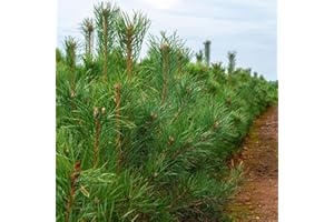 HORTUS PLANTA Pinus sylvestris - Scotts Pine - Plant in 2 L Pot