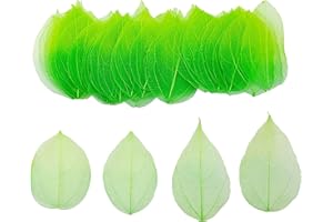HAOBIN Lot de 50 feuilles séchées naturelles squelettes, de vraies feuilles séchées naturelles mélangées utilisées pour la fabrication de cartes d'art de livre de souvenirs (dégradé vert)
