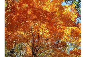 Tree Seeds Online - Acer Saccharum- Maple Syrup 25 Seeds - 1 Packs