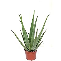 Blumen Senf Echte 2 Pflanzen Aloe Vera, 12cm Topf, 35-40 cm hoch Zimmerpflanze