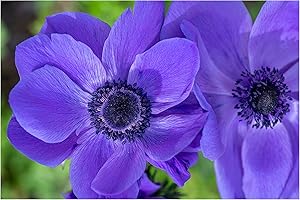20x Anemone Coronaria Mr Fokker Blue Spring Summer Flowering Corms Garden Perennial Flower by Oliwier's Bulbs Size 4/5