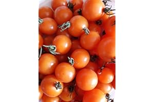 GHINO DI TACCO SEMI POMODORO CILIEGINO ORANGE-SUNGOLD-NOVITA'...