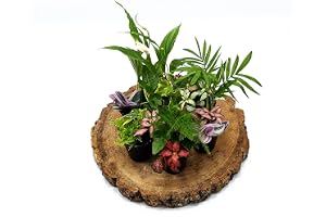 3 Closed Terrarium Plants • Small Mixed Terrarium Plants in 5cm Pot
