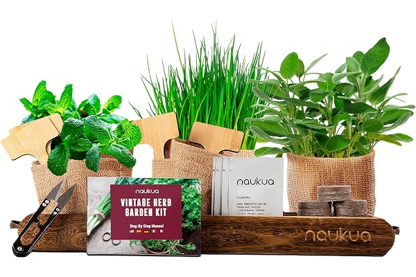 Kit Potager Interieur - Plantes d'intérieur Kit Plantes Aromatiques (Ciboulette, Origan, Sauge & Menthe) Kit Culture Interieur - Kit Plante Cultivea Mini Kit Prêt À Pousser Facilement à la Maison