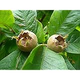 Mispel Mespilus germanica 'Nottingham' Pflanze 55-60cm veredelt Asperl Mispelche