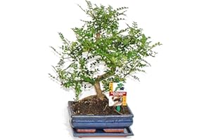 exotenherz - Bonsaï, poivre Szechuan - Zanthoxylum piperitum - 8 ans