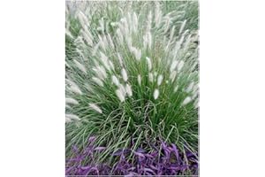 3 x Pennisetum alopecuroides im 1 Liter Topf (Ziergras/Gräser/Winterhart/Mehrjährig/Staude/Stauden) Lampenputzergras - Weiche Halme für bewegte Gartenszenen - von Stauden Gänge