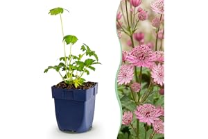 Astrantia major – Stjärnört – Skugga – Vit-rosa - 15-25cm - Ø11cm - Trädgårdsväxt