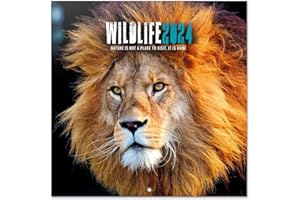 Grupo Erik: Calendario Wildlife 2024 da Muro, 12 mesi + 4 in omaggio, 30x30cm FSC®, ideale come Calendario 2024 da parete, Calendario ufficio 2024, Calendario animali 2024