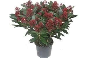 HARRO'S PFLANZENWELT Skimmia japonica Rubella - japanische Blütenskimmie - winterharter, immergrüner, blühender Strauch 19 cm Topf Höhe 40 cm als Kübelpflanze - für Balkon, Terrasse, Garten,