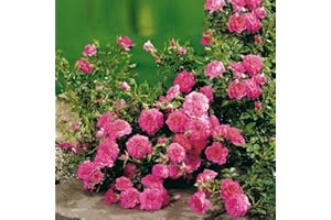 Rose Knirps® - Bodendeckerrose rosa Blüten - Kleinstrauchrose Pflanze Stark gefüllt Winterhart Halbschattig Mehltau-Resistent von Garten Schlüter - Pflanzen in Top Qualität