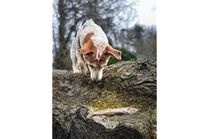 WAITA Fresh Freeze-Dried Chicken Powder Famliy Pack 80g*3Bag Pet Food Topper Cat Treats Dog Treats Natural