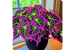 KVHSVB Bulbos de oreja de elefante: de rápido crecimiento, toleran tanto la sombra como el sol, agregan un toque verde y tropical a su hogar.-3bulbos-A