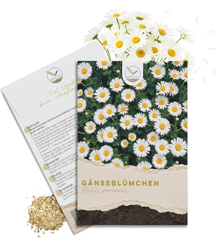 Spanisches Gnseblmchen Samen Gnseblmchensamen Bienenfreundlich  Wiesenblume Hochbeet Garten Drr Samen ca 100 Korn Blumensamen : Amazon.de:  Garten