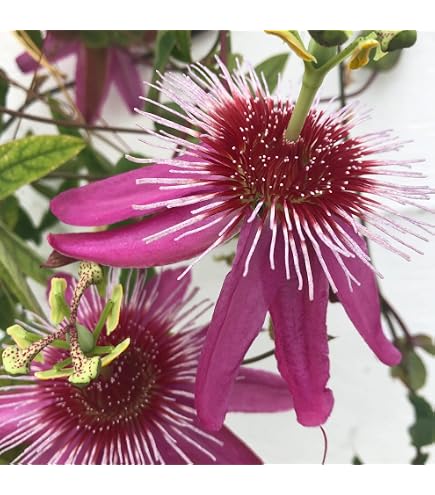 Passiflora Anastasia - Fleur De Passion Rose - 2 Plantes - Pot 11cm - Hauteur 40cm - Peu D'Entretien