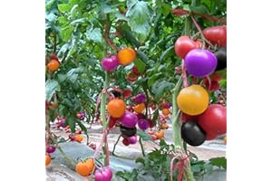 LAMPHLE Semillas de tomate, 300 Unids/bolsa Semillas de tomate Viable Nutritivo Color mezclado Semillas de jardín natural Flor Árbol frutal Semillas vegetales Semillas de tomate de color mezclado