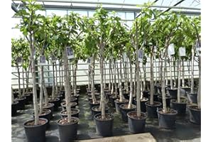 gruenwaren jakubik Fig Tree 150-180 cm Fruit Tree Hardy Strong Trunk Ficus Carica Fig Fruit