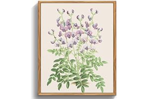 MHARTK66 Quadri Vintage Botanico Soggiorno con Cornice Legno, 20x25 cm Stampe da Parete Purple Coast Swainson Pea Herbal Botanical, Quadro Camera da Letto Su Tela Decorazioni Parete Desktop Arte