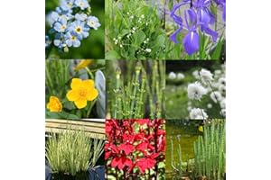 Carbeth Plants Pond Plants for Small Ponds - Mix of 4 X 9cm Pots - Assorted Marginal Water Plant - Low Maintenance Beginner Friendly Collection - Healthy Easy to Grow Nurseryman's Selection