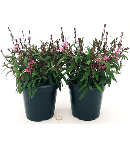 Pianta Russelia In Vaso 18cm - Altezza 30/35cm | Facile Da Coltivare Per Giardino O Balcone - Foto 8