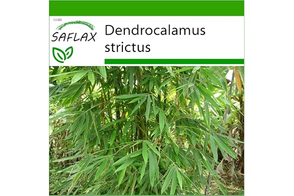 SAFLAX - Bambou mâle - 50 graines - Avec substrat - Dendrocalamus strictus