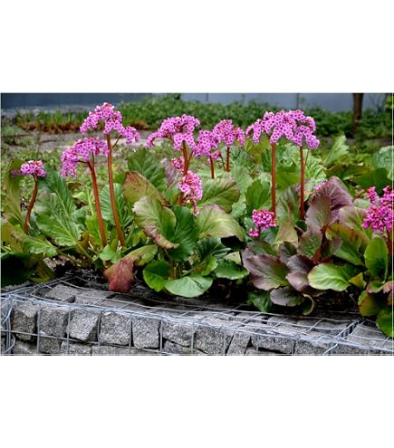 bambu dur dnger ProviPlant Bambus-Dnger: Stickstoffbooster fr Bambus & Grser