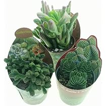 Euphorbia Piante grasse Mix vaso 10 cm acquista da OBI