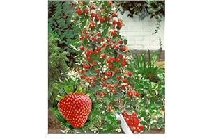 ‎BALDUR GARTEN BALDUR Garten Kletter-Erdbeere 'Hummi®', 3 Pflanzen, Fragaria Erdbeerpflanze, schnellwachsende und rankende Klettererdbeeren, selbstfruchtend, winterhart, blühend, Fragaria x ananassa