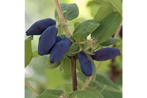 YouGarden Honeyberry Plant, Lonicera Kamschatica 'Balalaika', Set of Two Established Plants in 9cm Pots, Ready to Plant, Fruit Trees for Gardens and Patios