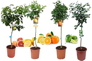 VIPARPLANT Pack Limonero - Naranjo - Pomelo - Mandarino Planta Natural - (Altura 110 Cm) Maceta 22 cm (Pack Limonero+ Naranjo + Pomelo + Lima)
