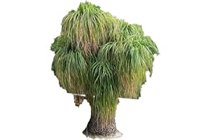 10 Semillas -Beaucarnea recurvata- (Elefante Palme) By Samenchilishop